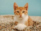 Areia para gatos