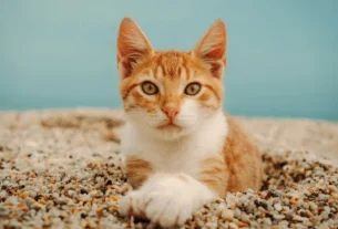 Areia para gatos