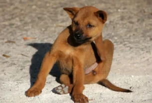 Cachorro com coceira