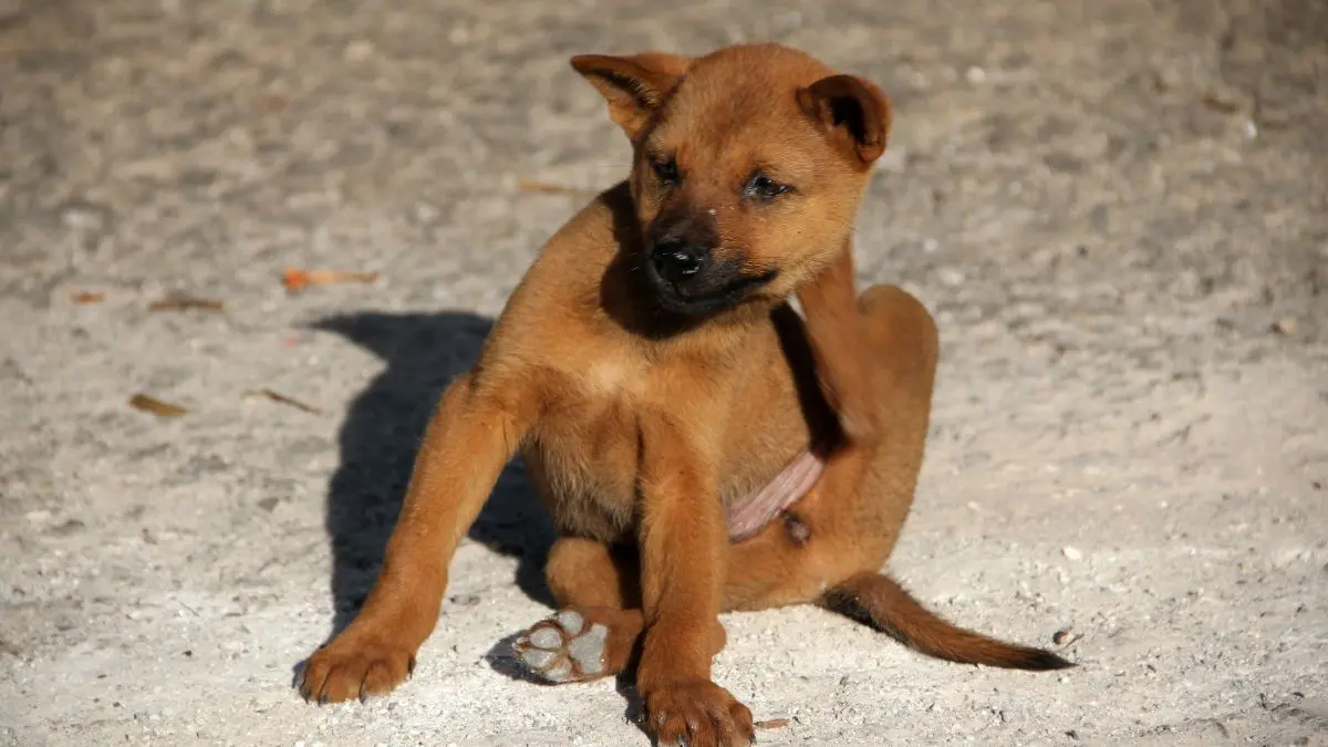 Cachorro com coceira