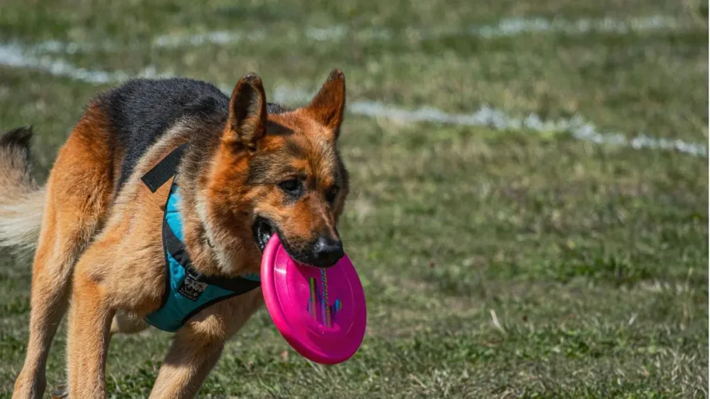 Cachorro latindo muito: como resolver? (7 soluções que funcionam) 2 Cachorro late demais