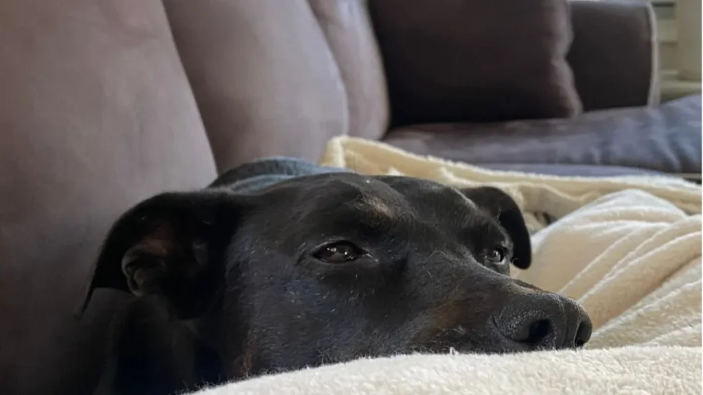 Cachorro latindo muito: como resolver? (7 soluções que funcionam) 3 Cachorro latindo muito