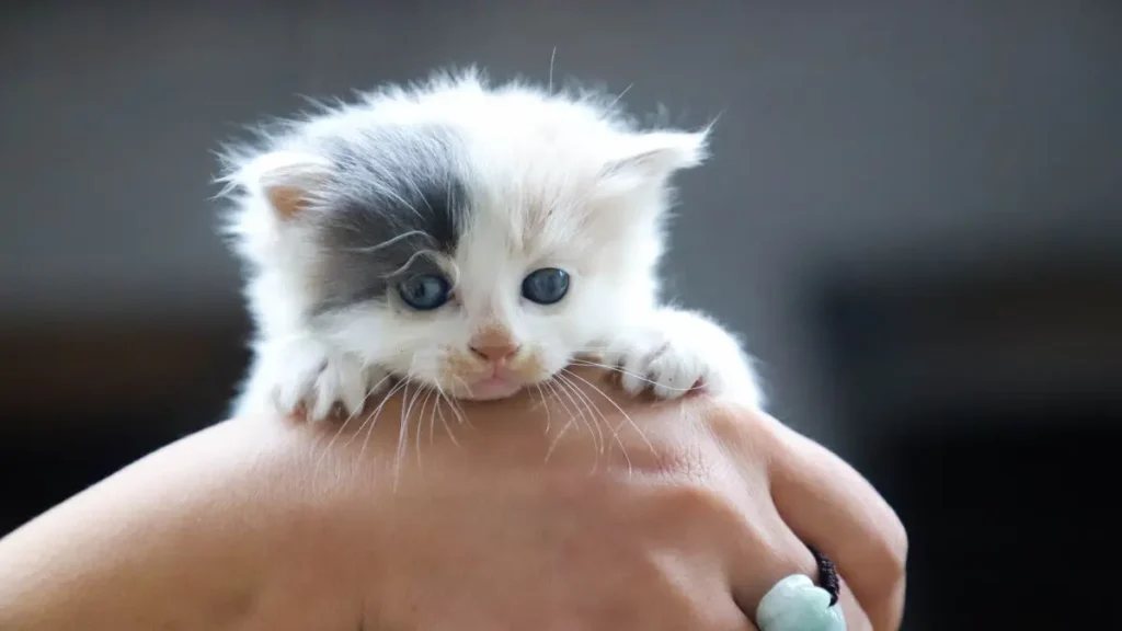 Cuidados com Gatos