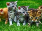 Cuidados com Gatos Filhotes