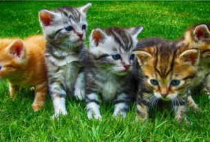 Cuidados com Gatos Filhotes