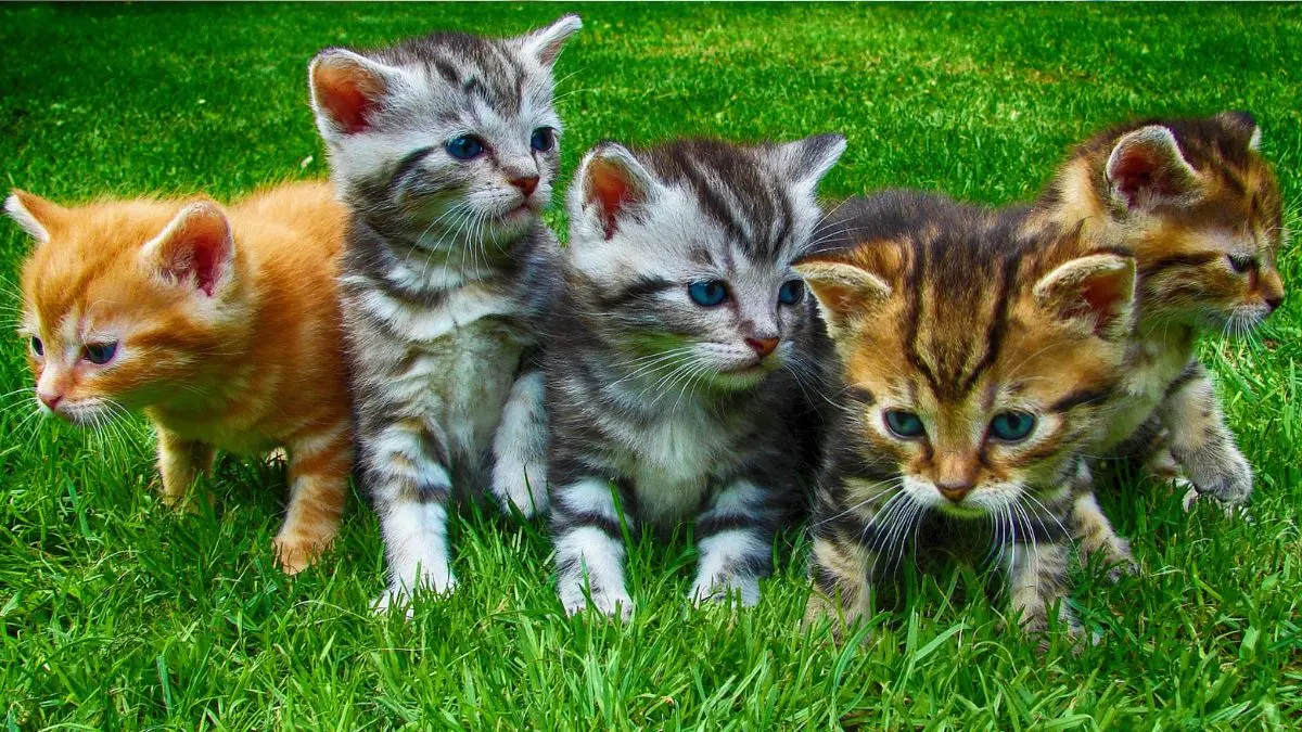 Cuidados com Gatos Filhotes