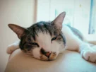 Doenças comuns em gatos