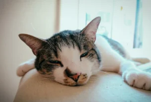 Doenças comuns em gatos