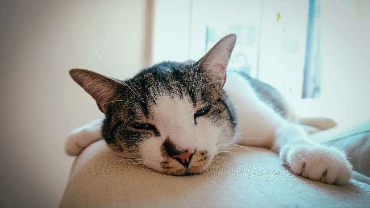Doenças comuns em gatos