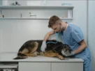 Doenças em cães