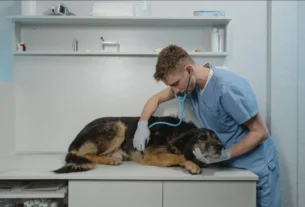 Doenças em cães