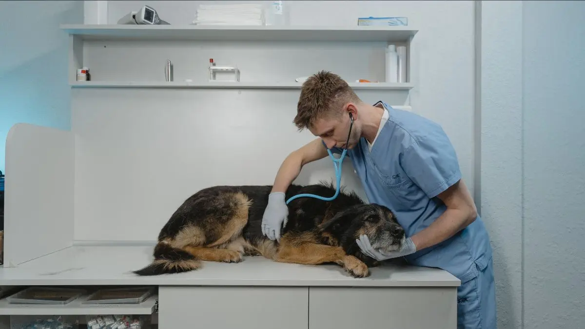 Doenças em cães