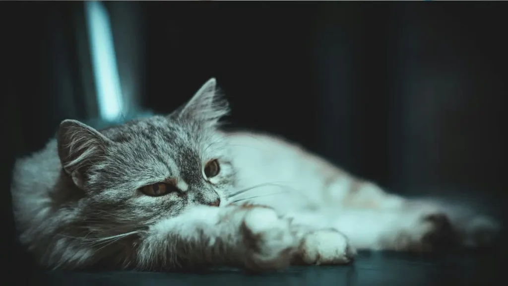 Doencas em gatos