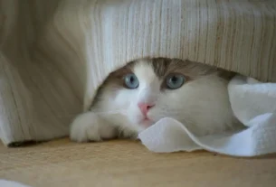 Gato urinando fora da caixa
