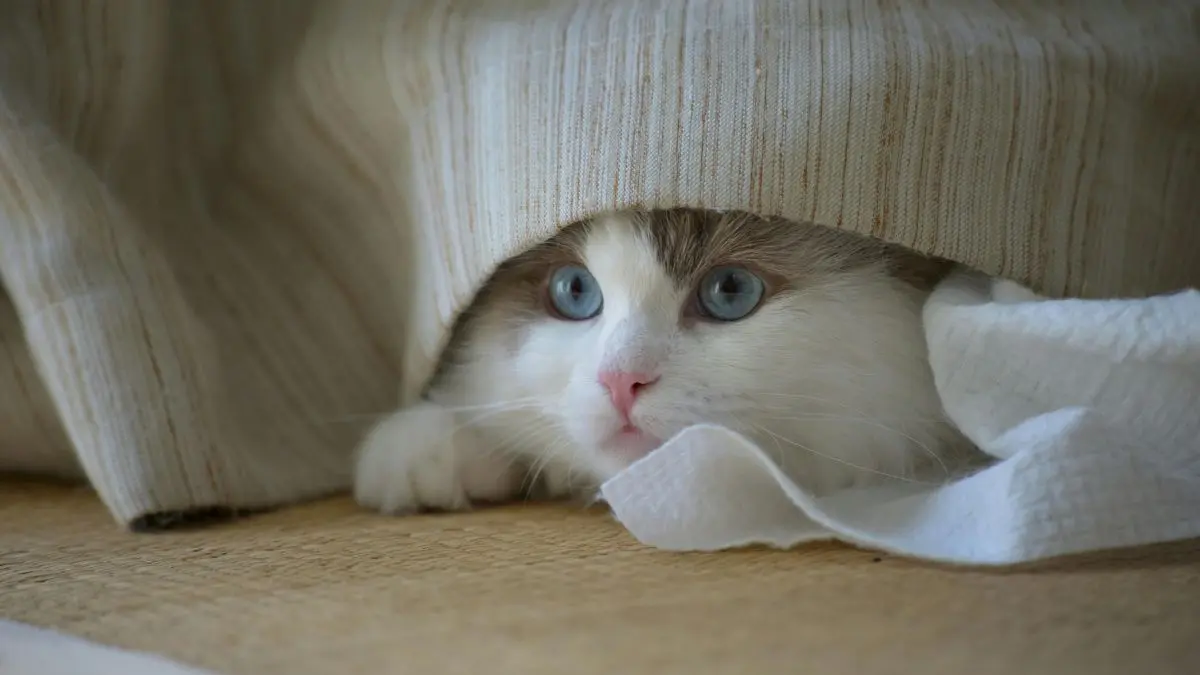 Gato urinando fora da caixa