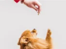 petiscos para cães