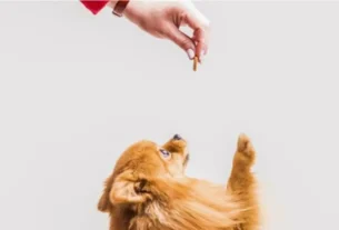 petiscos para cães