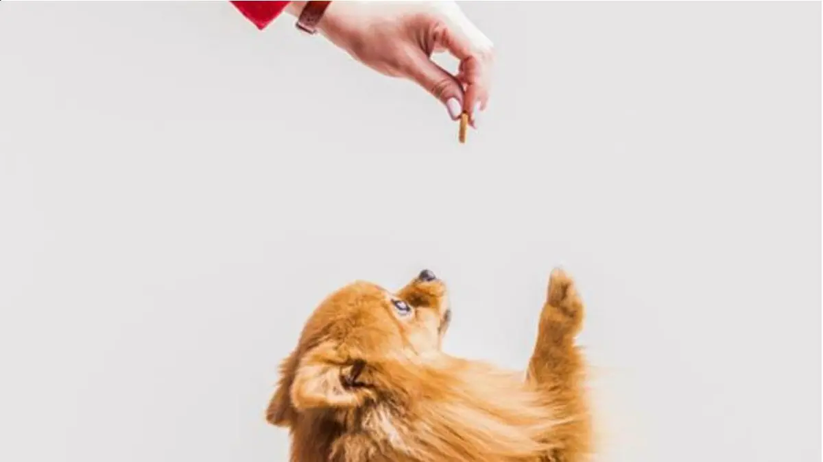 petiscos para cães