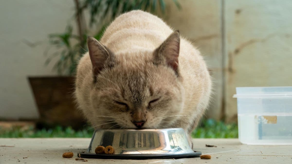 Ração para gatos