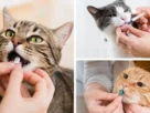 Vermifugos para gatos