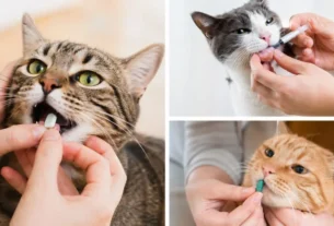 Vermifugos para gatos