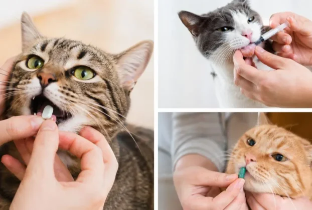 Vermifugos para gatos