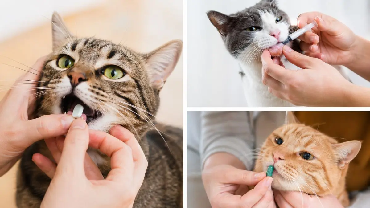 Vermifugos para gatos