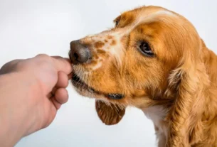 antipulgas para cachorro