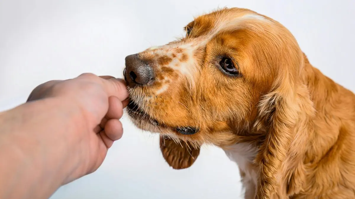 antipulgas para cachorro