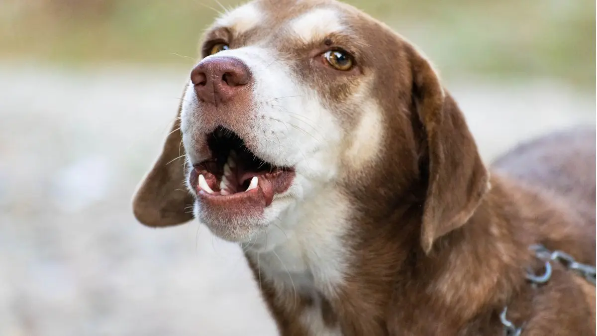 Cachorro latindo muito: como resolver? (7 soluções que funcionam) 1 cachorro latindo