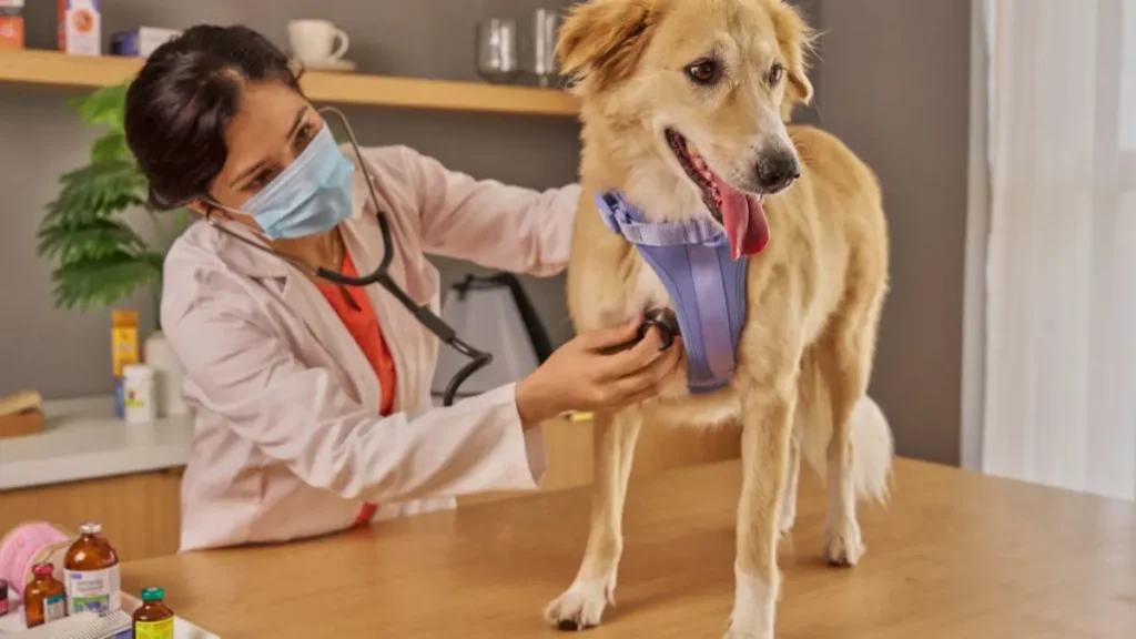 cachorro se coçando muito