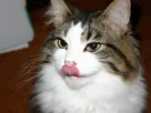 Alimentos proibidos para gatos