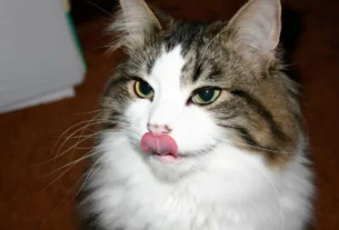 Alimentos proibidos para gatos
