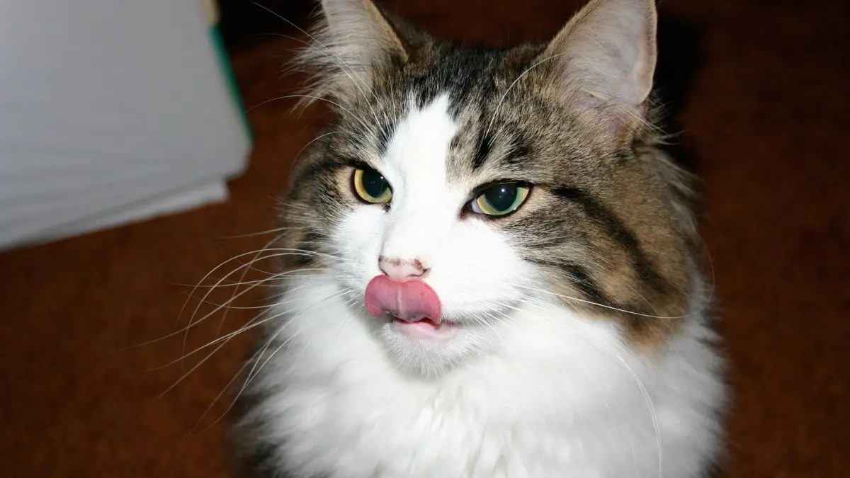 Alimentos proibidos para gatos: riscos silenciosos à saúde felina 1 Alimentos proibidos para gatos