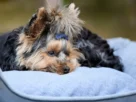 Cama para cachorro