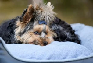 Cama para cachorro