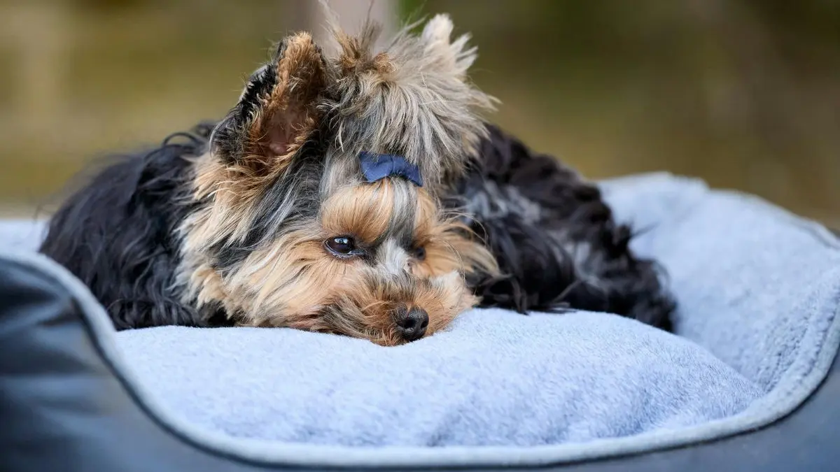 Cama para cachorro