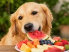 Frutas que Cachorro Pode Comer