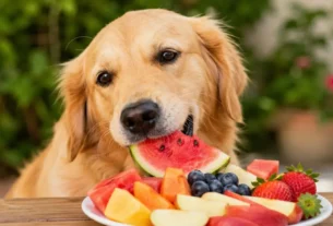 Frutas que Cachorro Pode Comer
