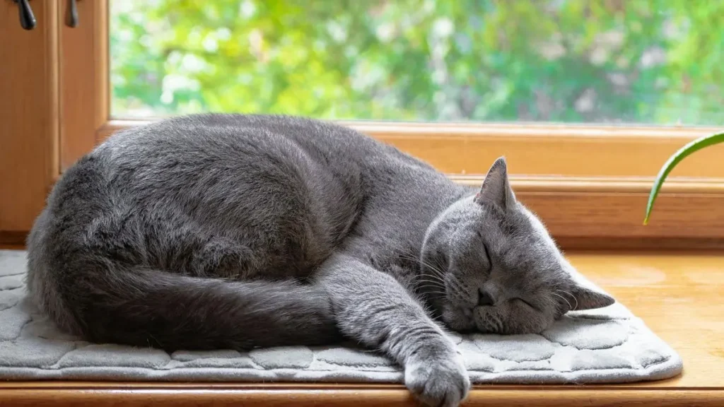 Gato
