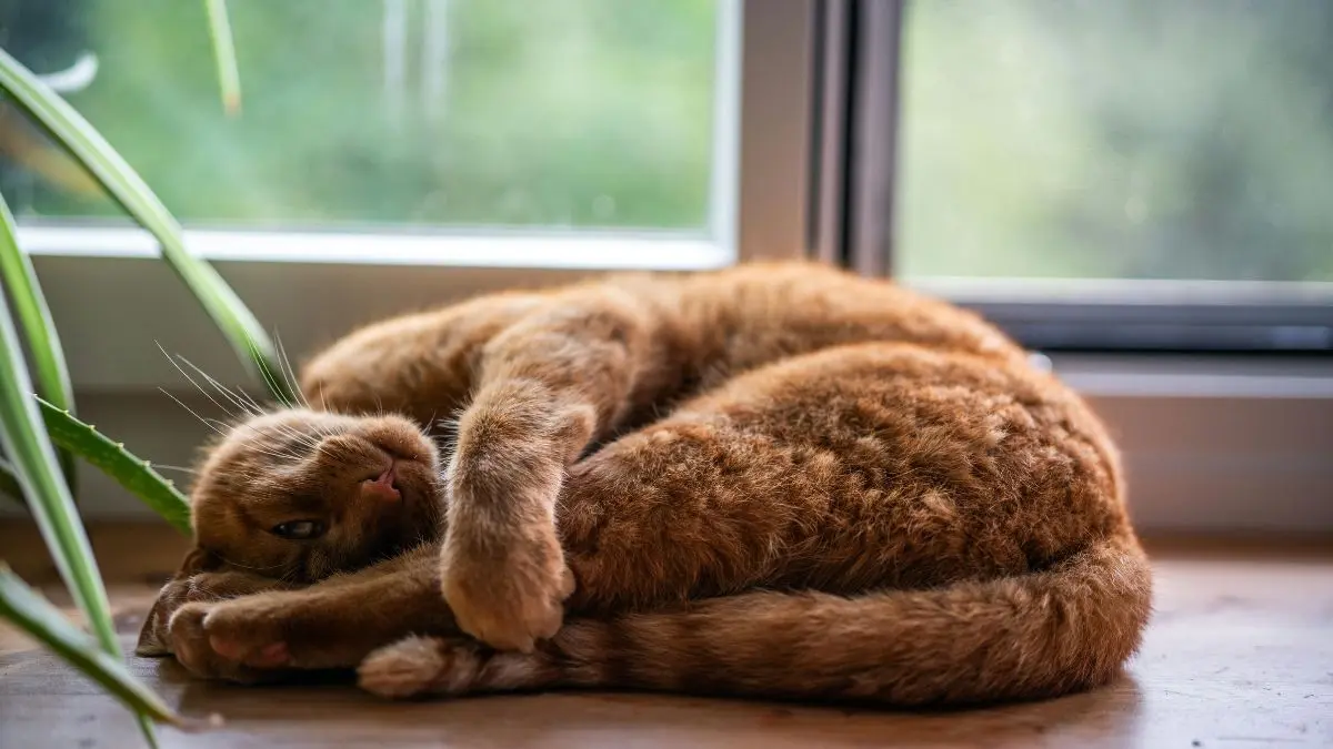 Gato ansioso