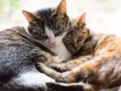 Infecção urinária em gatos