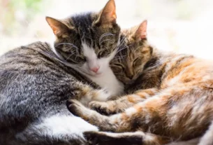 Infecção urinária em gatos