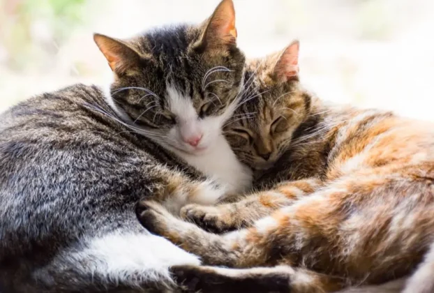 Infecção urinária em gatos