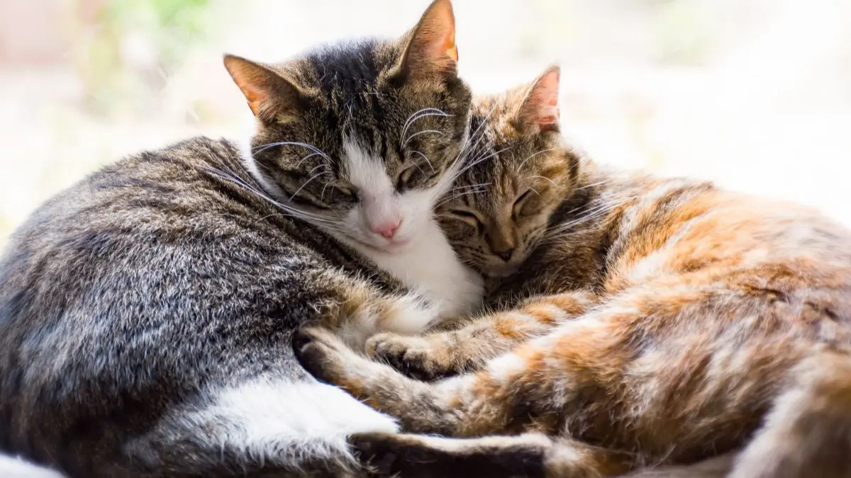 Infecção urinária em gatos