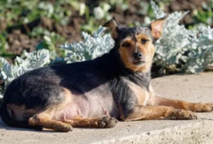 Melhor Ração para Cachorro Idoso