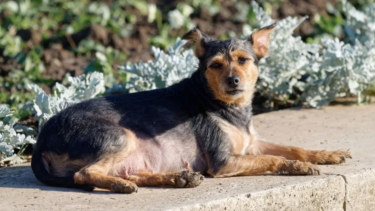 Melhor Ração para Cachorro Idoso: 5 Opções que Valem a Pena 1 Melhor Ração para Cachorro Idoso
