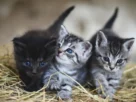 Primeiro mês com filhote de gato