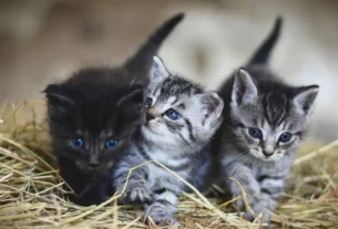 Primeiro mês com filhote de gato