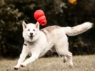 brinquedos interativos para cachorros